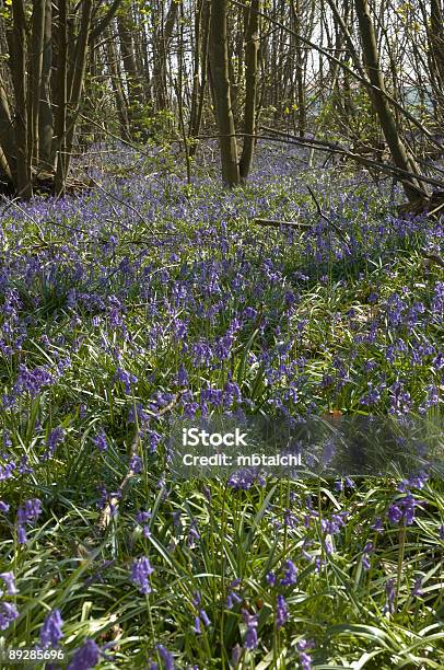 Bluebells Stockfoto und mehr Bilder von Baum - Baum, Blau, Blume