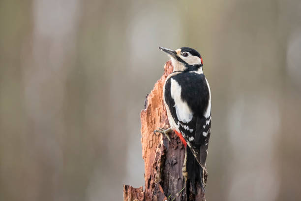 istock Great Spotted Woodpecker in winter 892857582
