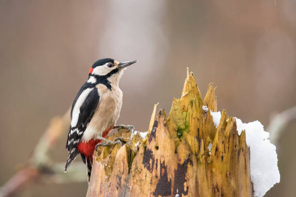 istock Great Spotted Woodpecker in winter 892857604