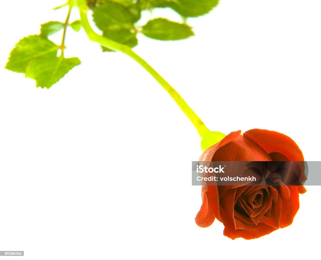 Single rose auf weißem Hintergrund - Lizenzfrei Blatt - Pflanzenbestandteile Stock-Foto