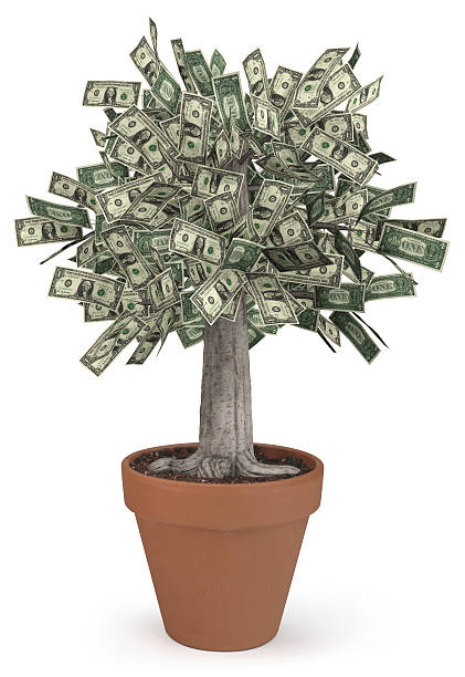 istock Money Tree in flower pot 89286734