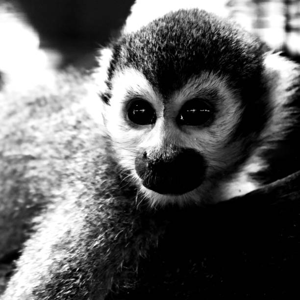 istock Beautiful black and white color shape for a face monkey close up. 892869262