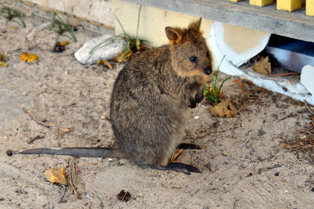 istock Australia, WA, Zoology 892869898