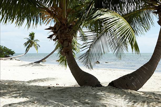 beautiful palmtrees stock photo