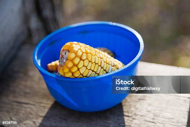 Corn In Einer Schüssel Stockfoto und mehr Bilder von Blau - Blau, Eimer, Ernten