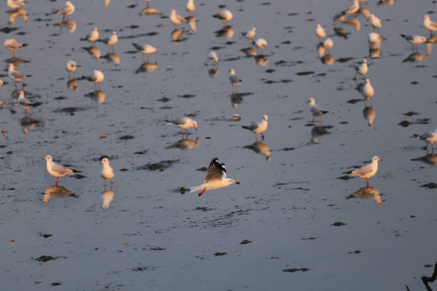 istock Seagulls fly in fresh blue days in the tropics. 892871288