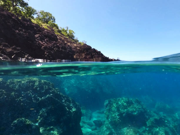 sia sopra che sotto l'acqua della costa, guadalupa, caraibi francesi. - sea life centre foto e immagini stock