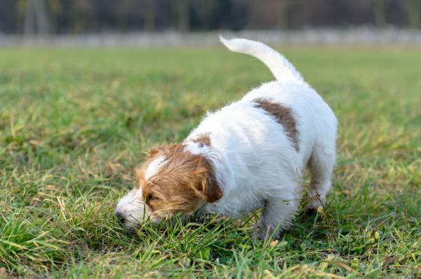 istock A young, playful dog Jack Russell terrier runs on a meadow in autumn. 892875656