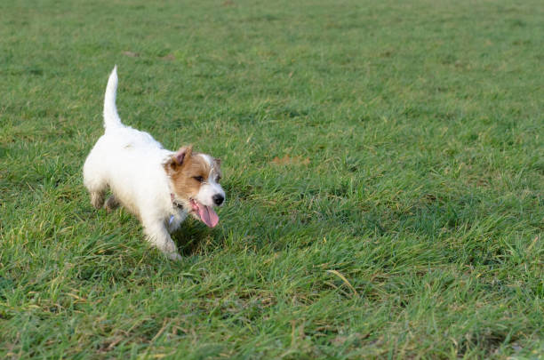 istock A young, playful dog Jack Russell terrier runs on a meadow in autumn. 892875706