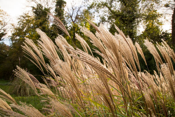istock Close-Up Of Plants Against Trees 892877744