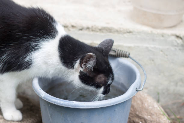 istock domestic cat drinking from bucket 892878070