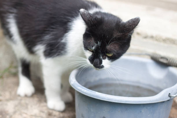 istock domestic cat drinking from bucket 892878508