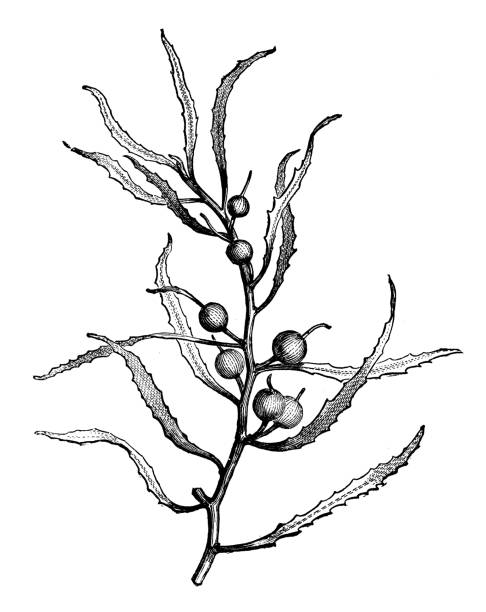 Botany plants antique engraving illustration: sargassum natans algae Botany plants antique engraving illustration: sargassum natans algae sargassum stock illustrations