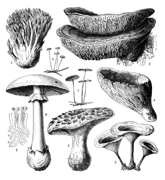 ilustraciones, imágenes clip art, dibujos animados e iconos de stock de botánica plantas antigua ilustración de grabado: hymenomycetes - fungus roots