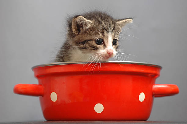 Small fluffy kitty in red saucepan stock photo