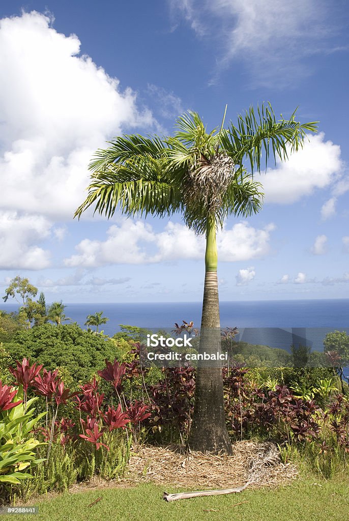 Folhagem viçosa em um Jardim botânico no Havai - Royalty-free Ao Ar Livre Foto de stock