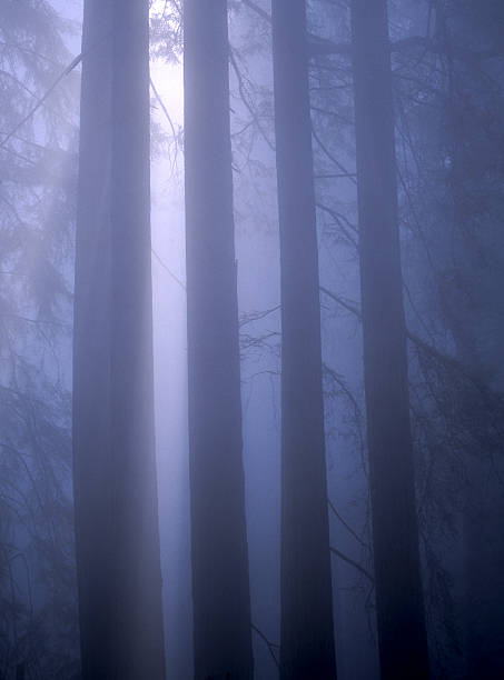 secuoyas en la niebla de la mañana - rainforest redwood sequoia footpath fotografías e imágenes de stock