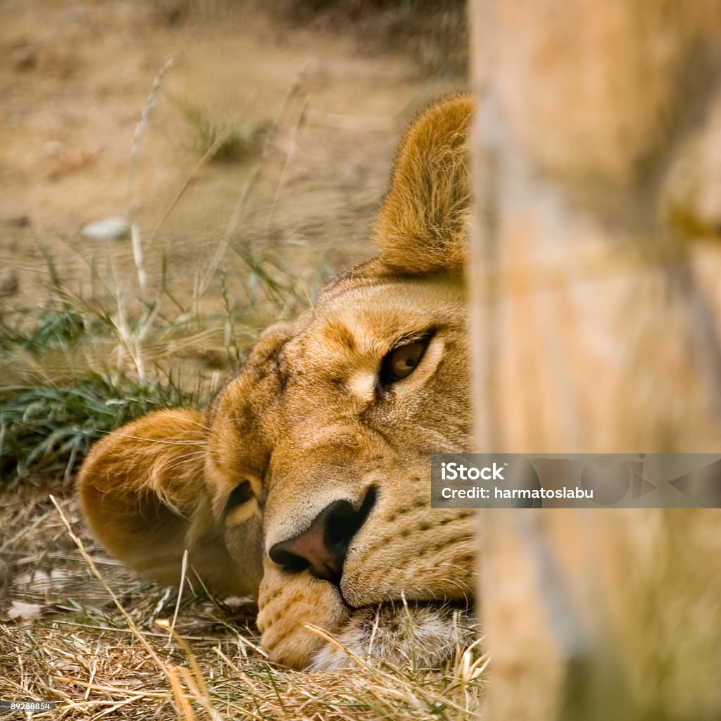 雌ライオン - アウトフォーカスのロイヤリティフリーストックフォト