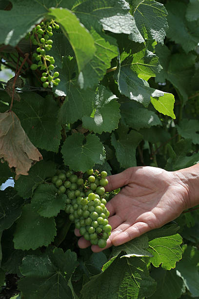 wiązanka winogron - okanagan vineyard canada orchard zdjęcia i obrazy z banku zdjęć