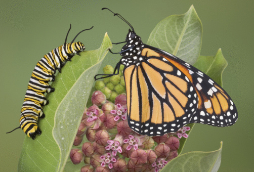 A monarch is sitting with a adult caterpillar on a milkweed plant. This is the only plant the monarch will lay eggs on and the caterpillar will eat. This shows a flowering milkweed in mid to late summer. I raised the caterpillar and the butterfly from eggs. I release the butterflies in the wild once their wings are dry and they can fly.