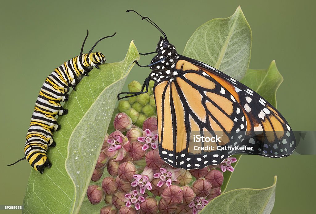 Monarch and caterpillar on milkweed plant A monarch is sitting with a adult caterpillar on a milkweed plant. This is the only plant the monarch will lay eggs on and the caterpillar will eat. This shows a flowering milkweed in mid to late summer. I raised the caterpillar and the butterfly from eggs. I release the butterflies in the wild once their wings are dry and they can fly. Caterpillar Stock Photo