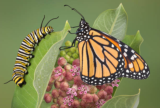 Monarch and caterpillar on milkweed plant A monarch is sitting with a adult caterpillar on a milkweed plant. This is the only plant the monarch will lay eggs on and the caterpillar will eat. This shows a flowering milkweed in mid to late summer. I raised the caterpillar and the butterfly from eggs. I release the butterflies in the wild once their wings are dry and they can fly. monarch butterfly stock pictures, royalty-free photos & images