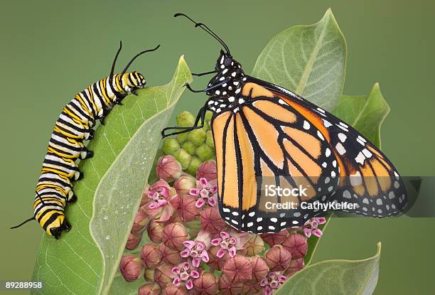 Monarch And Caterpillar On Milkweed Plant Stock Photo - Download Image Now - Caterpillar, Butterfly - Insect, Monarch Butterfly