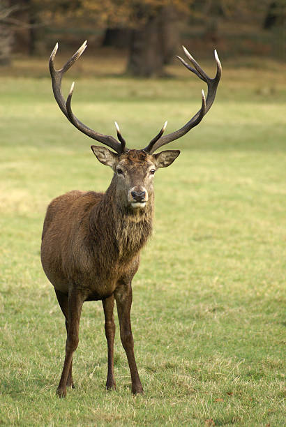 istock Adult red deer standing in grassy field 89289050