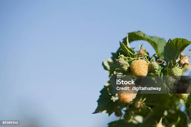 Framboesa Amarela De - Fotografias de stock e mais imagens de Agricultura - Agricultura, Amarelo, Ao Ar Livre