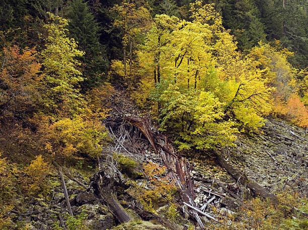 Queda de Cascades - fotografia de stock