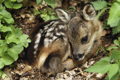 A white tailed deer fawn laying under a tree and waiting for mama to return