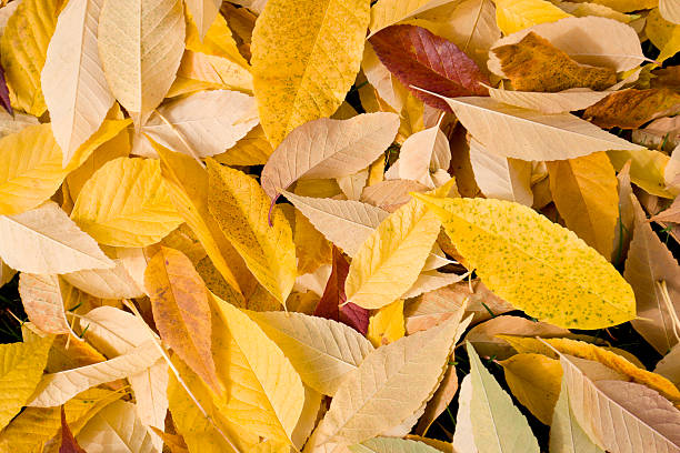 Yellow Fall Leaves stock photo