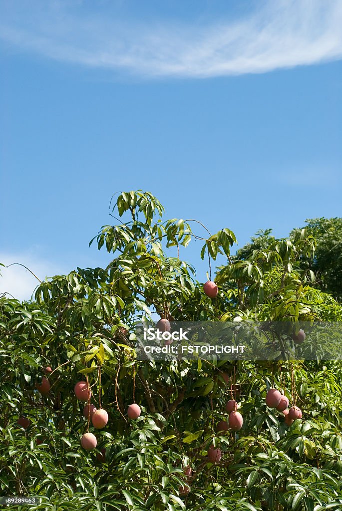 マンゴーフルーツの木 - カラー画像のロイヤリティフリーストックフォト