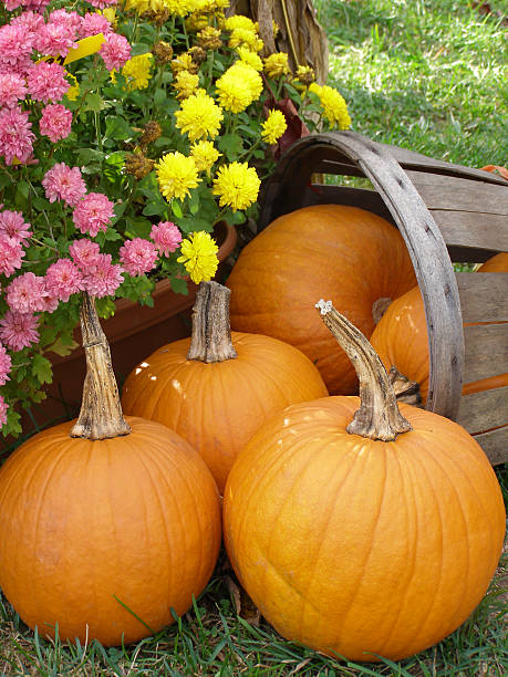 istock Basket of Pumpkins 89289472