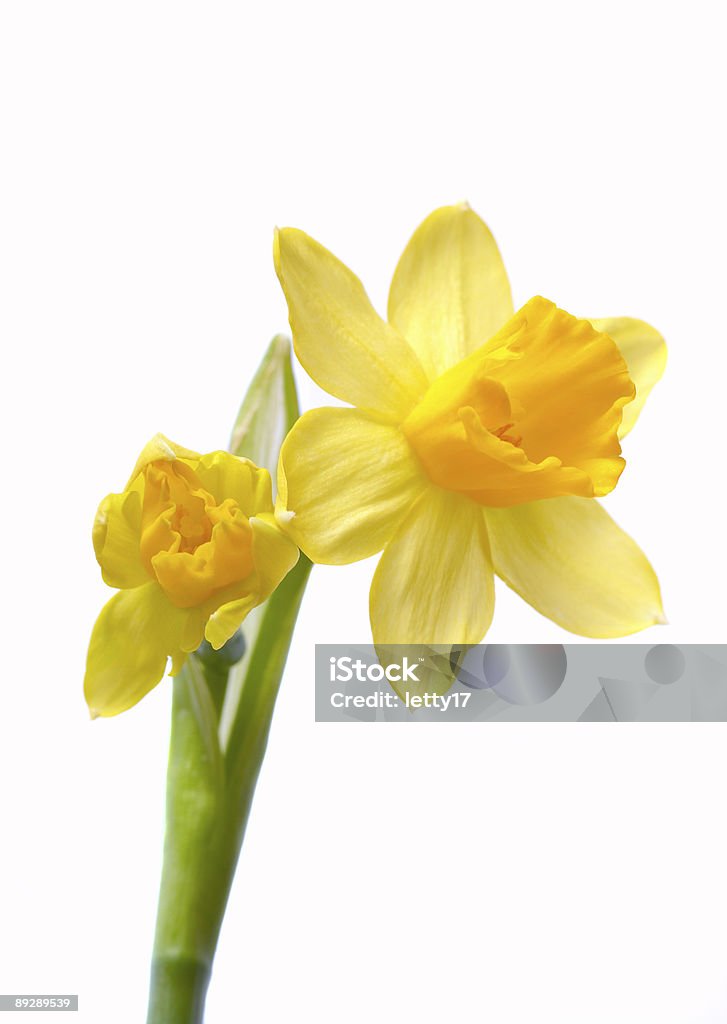 Narciso Aislado en blanco - Foto de stock de Amarillo - Color libre de derechos