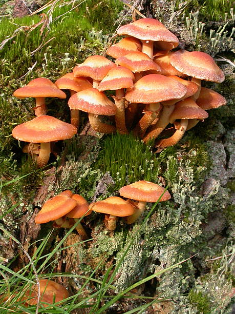 madeira fungo (kuehneromyces mutabilis) - soil saprophyte - fotografias e filmes do acervo