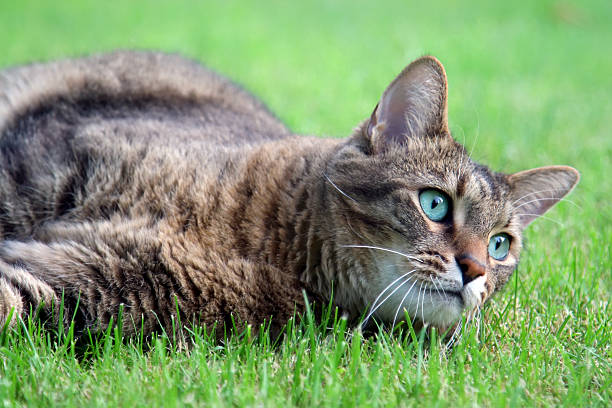 Alert cat lying in the grass stock photo