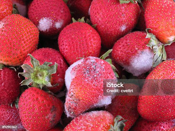 Moldy Erdbeeren Schimmel Auf Obst Stockfoto und mehr Bilder von Erdbeere - Erdbeere, Schimmel - Pilz, Mehltau