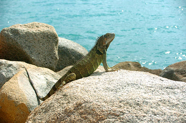 Large Lizzard 1 stock photo