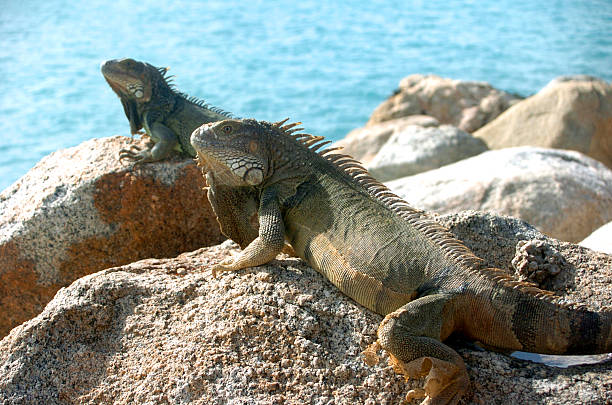 Large Lizard 9 stock photo