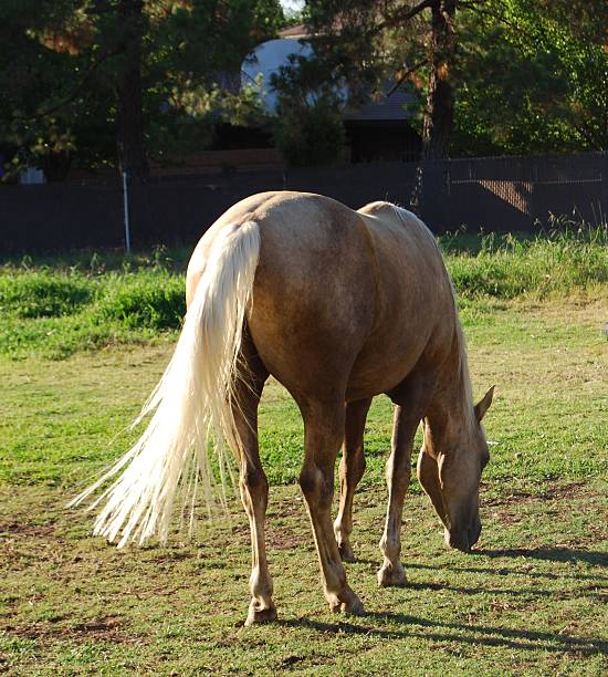 istock Palomino horse grazing in pasture. 89290614