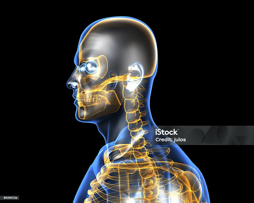 휴머니즘 해부 구조 - 로열티 프리 3차원 형태 스톡 사진