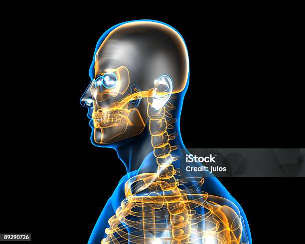 휴머니즘 해부 구조 3차원 형태에 대한 스톡 사진 및 기타 이미지 - 3차원 형태, 건강관리와 의술, 데이터