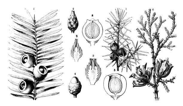 식물학 식물 골동품 조각 그림: taxus baccata (유), 측백나무 리스 (중국 thuja), 되었다 라고도 (주 니 퍼) - eastern arborvitae stock illustrations