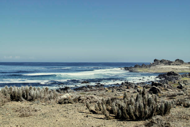 istock Damas Island, pinguino reserve of humboltd Chile 892910432