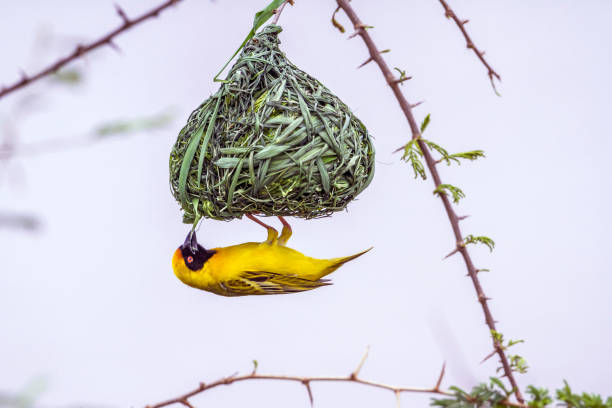 Southern Masked Weaver in Kruger National park, South Africa Specie Ploceus velatus family of Ploceidae weaverbird photos stock pictures, royalty-free photos & images