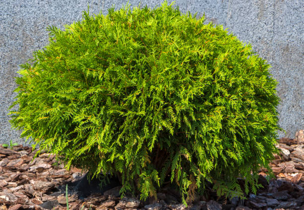 istock Thuja occidentalis Danica round shape Decorative garden 892930434