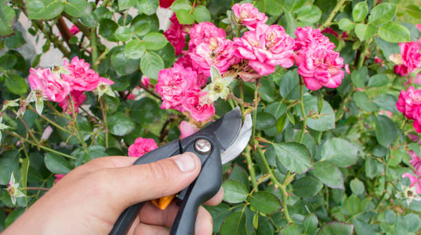 秋の庭の庭の剪定と剪定品種はら - formal garden flower bed women grass ストックフォトと画像