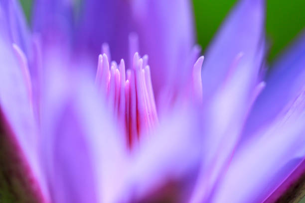 istock Colorful of water lily. 892931396