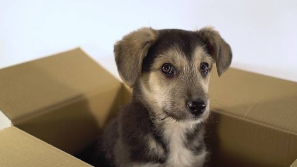 istock Close up cute puppy dog sits in a postage box 892941266